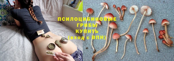 сатива Беломорск
